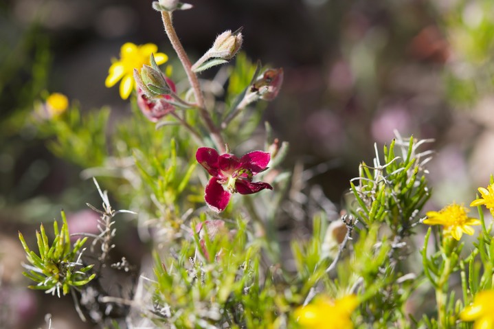 Krameria lanceolata, Trailing krameria2
