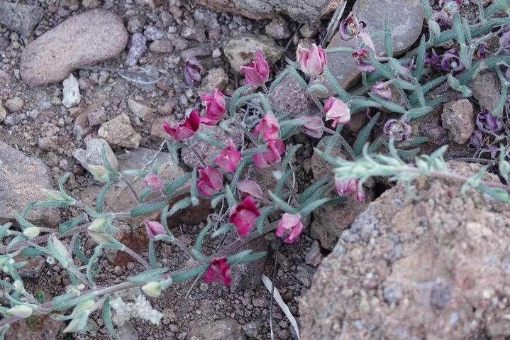Krameria lanceolata4
