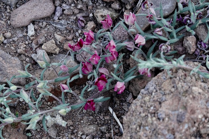 Krameria lanceolata5