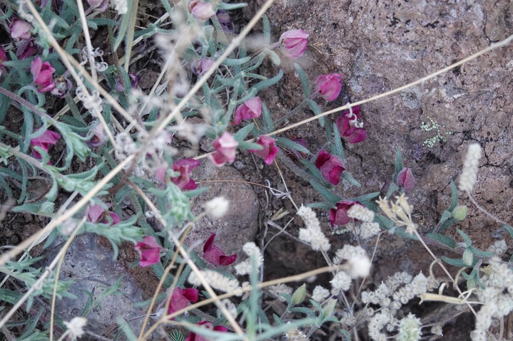 Krameria lanceolata6