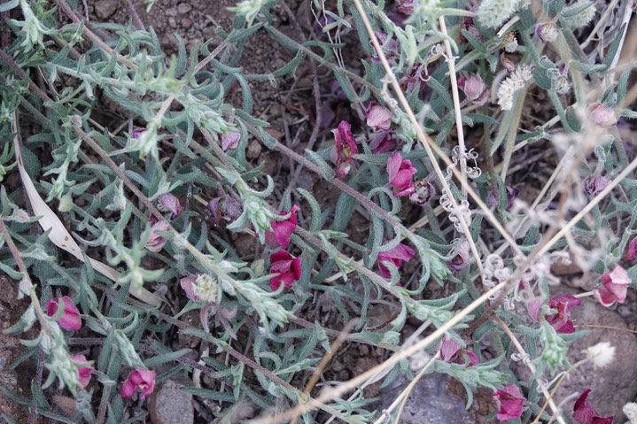 Krameria lanceolata7