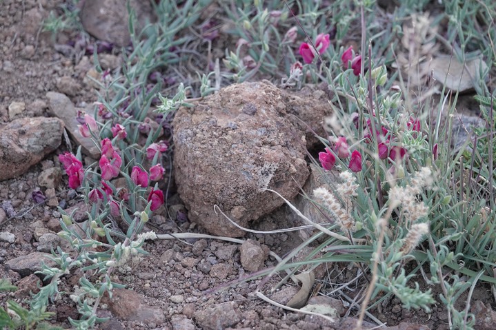 Krameria lanceolata8