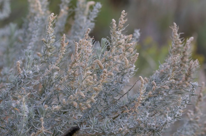 Krascheninnikovia lanata1