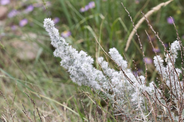 Krascheninnikovia lanata, Winterfat 2