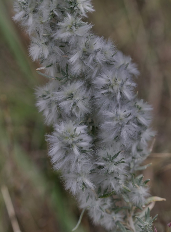Krascheninnikovia lanata, Winterfat 1