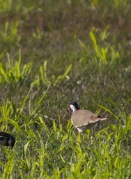 Lapwing, Red-wattled, Vanellus indicus
