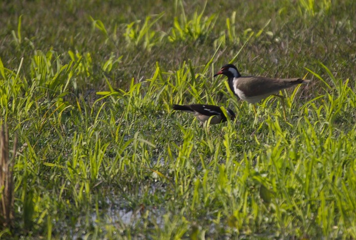 Lapwing, Red-wattled, Vanellus indicus2