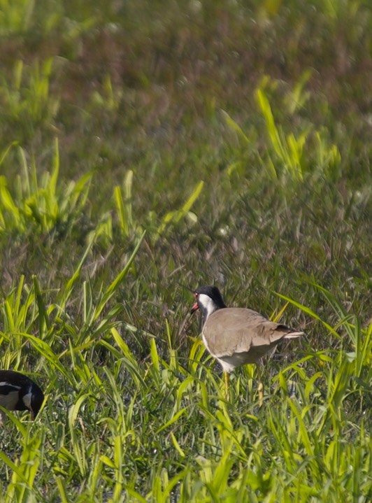 Lapwing, Red-wattled, Vanellus indicus