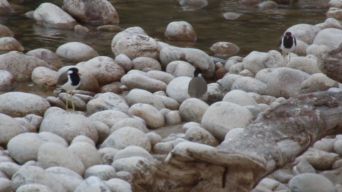 Lapwing, Red-wattled