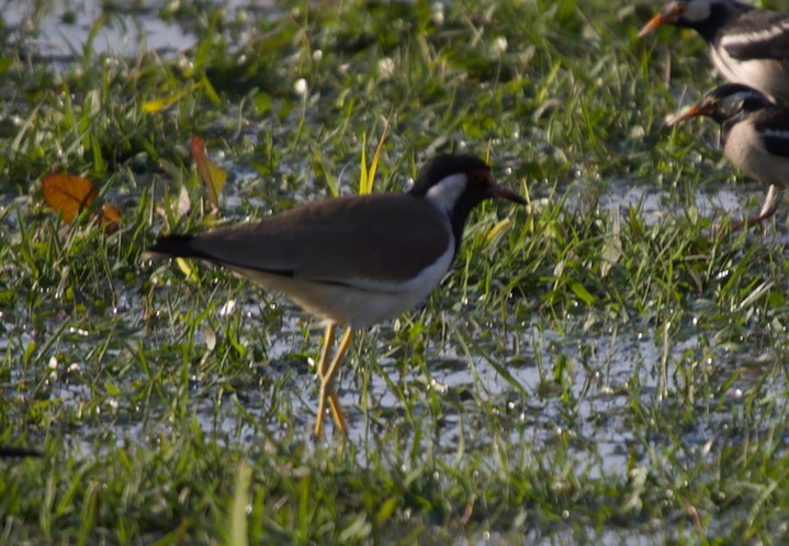Lapwing, Red=wattled 5