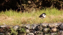 Lapwing, River 1