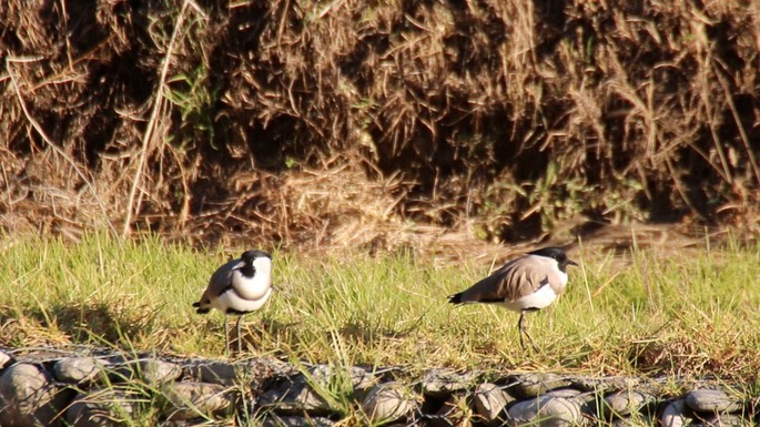 Lapwing, River 2