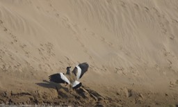 Lapwing, River. Vanellus duvaucelii