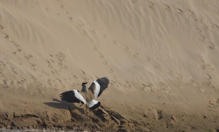 Lapwing, River. Vanellus duvaucelii