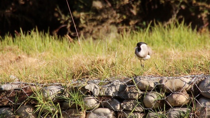 Lapwing, River