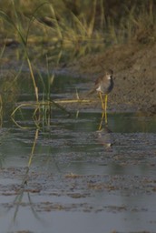 Lapwing, White-tailed Vanellus leucurus2