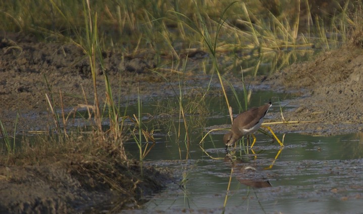 Lapwing, White-tailed Vanellus leucurus1
