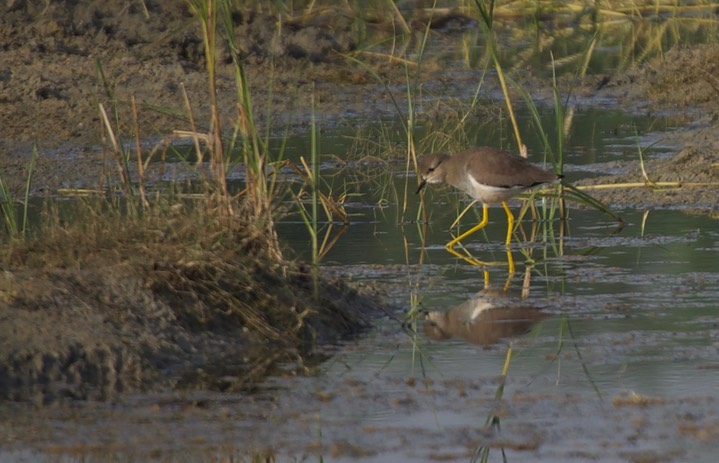 Lapwing, White-tailed Vanellus leucurus
