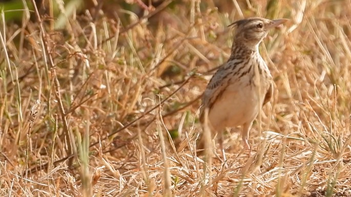 Lark, Crested 4