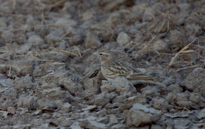 Lark, Greater Short-tailed. Calandrella brachydactyla2