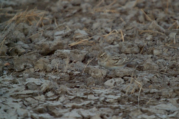 Lark, Greater Short-tailed. Calandrella brachydactyla