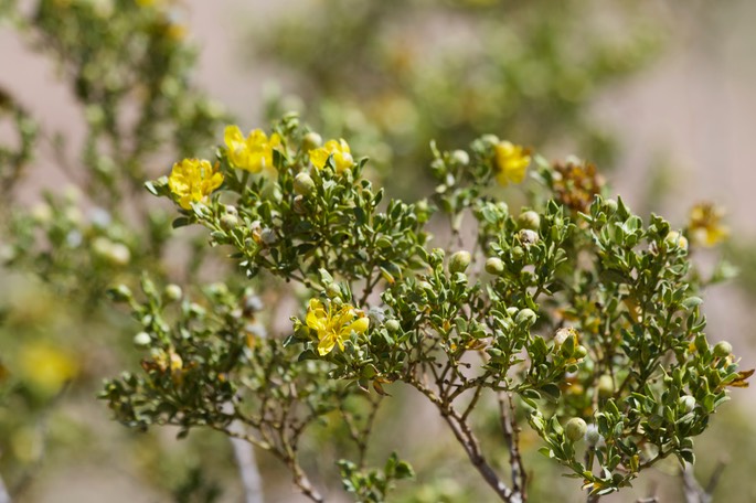 Larrea tridentata - Creosote Bush - East of Hillsboro1