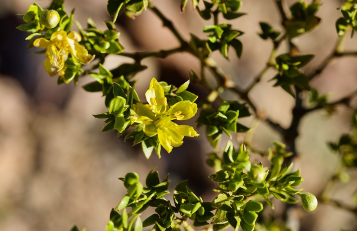 Larrea tridentata, Creosote Bush5-4a
