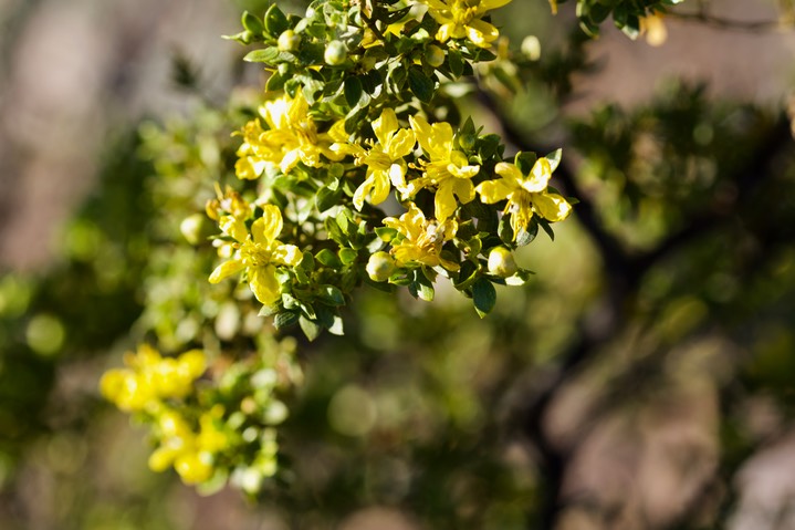 Larrea tridentata, Creosote Bush5-4b