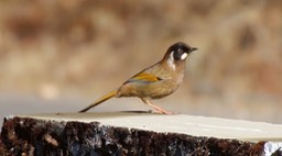 Laughingthrush, Black-faced 2
