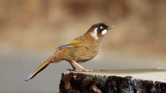 Laughingthrush, Black-faced 4