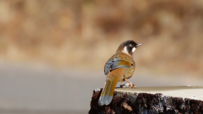 Laughingthrush, Black-faced 1