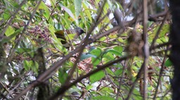 Laughingthrush, Chestnut-crowned