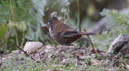 Laughingthrush, Rufous-chinned 1