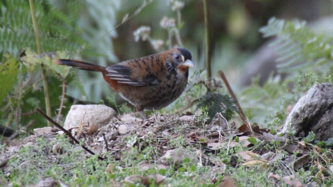 Laughingthrush, Rufous-chinned 2