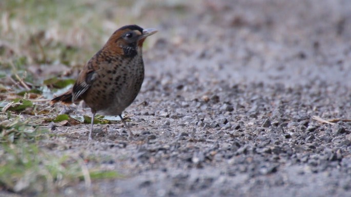 Laughingthrush, Rufous-chinned 3