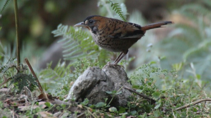 Laughingthrush, Rufous-chinned