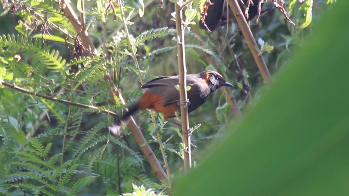 Laughingthrush, Rufous-necked 1