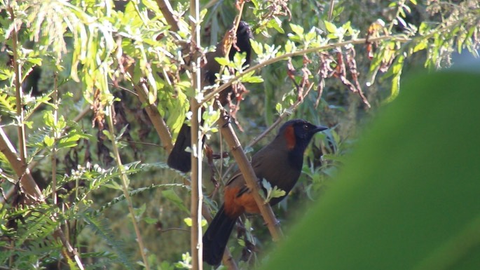 Laughingthrush, Rufous-necked 2