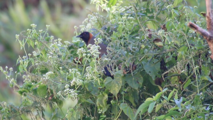 Laughingthrush, Rufous-necked 3
