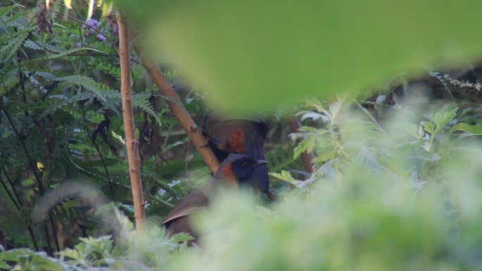 Laughingthrush, Rufous-necked 4