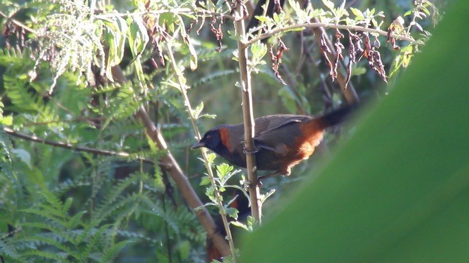 Laughingthrush, Rufous-necked