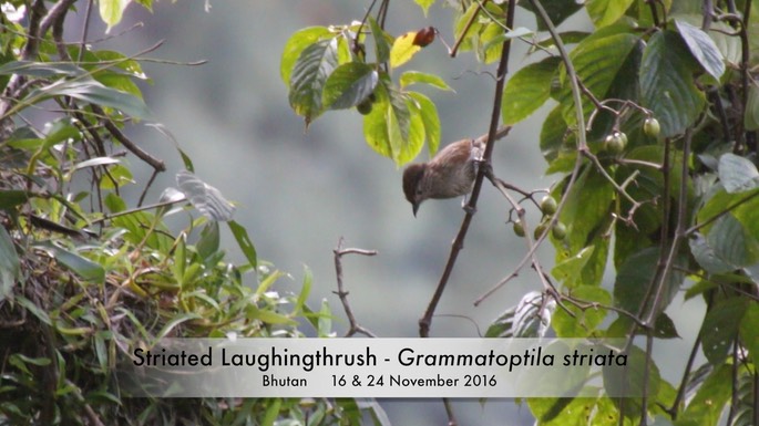 Laughingthrush, Striated 1