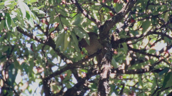 Laughingthrush, Striated 2