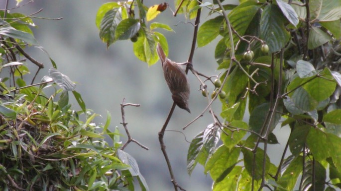 Laughingthrush, Striated