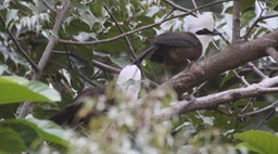 Laughingthrush, White-crested 2