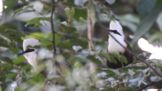 Laughingthrush, White-crested 3