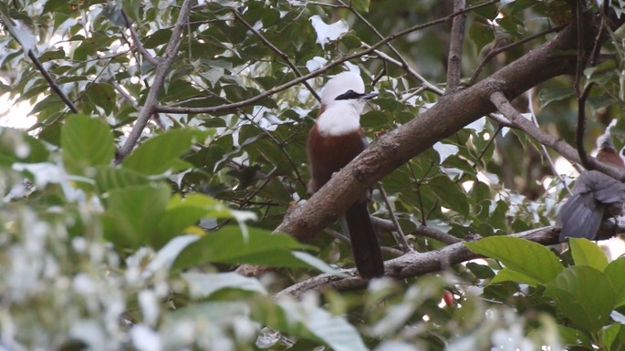 Laughingthrush, White-crested
