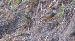 Laughingthrush, White-throated 6