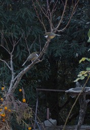 Laughingthrush, White-throated. Pterohinus albogularis3