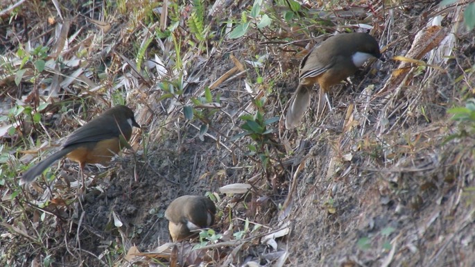Laughingthrush, White-throated 3